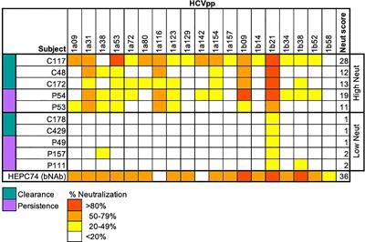 Convergent antibody responses are associated with broad neutralization of hepatitis C virus